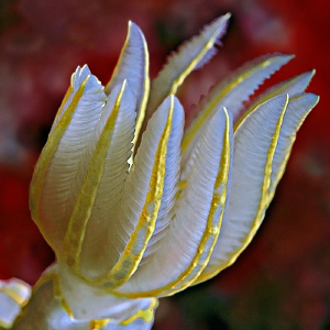 "Gills"

Gills from the nudibranch Hypselodoris picta ,... by Henry Jager 